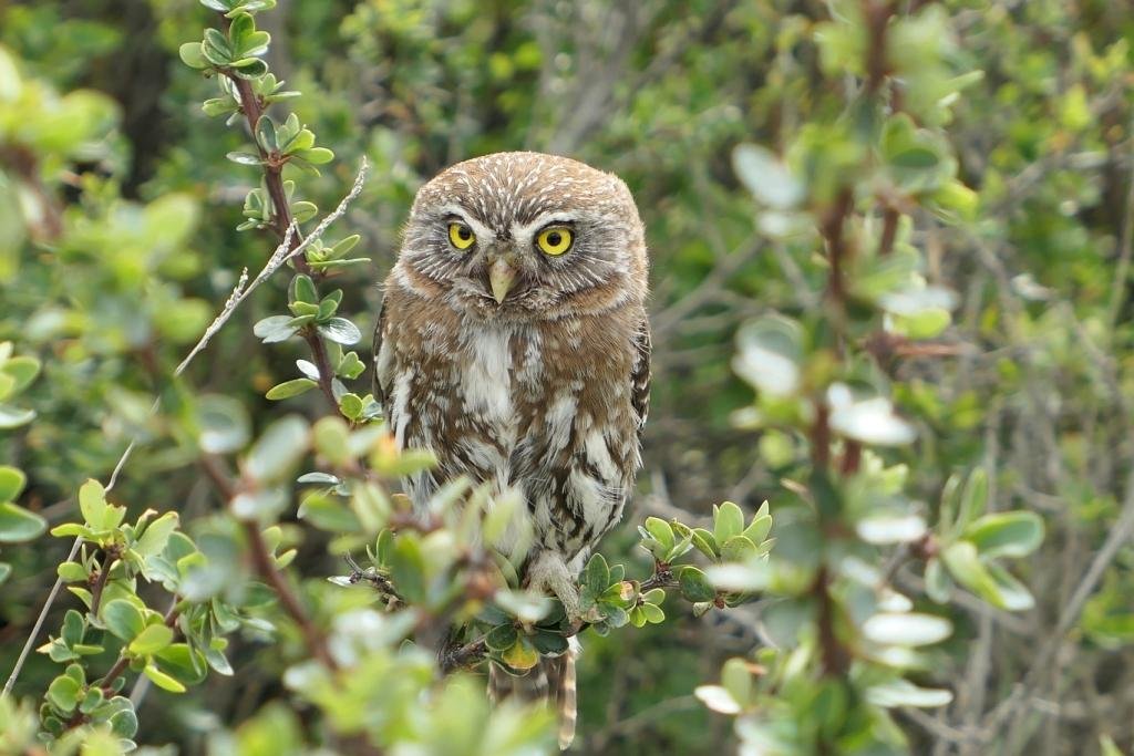 16-Glaucidium nanum - Chevêchette australe.JPG