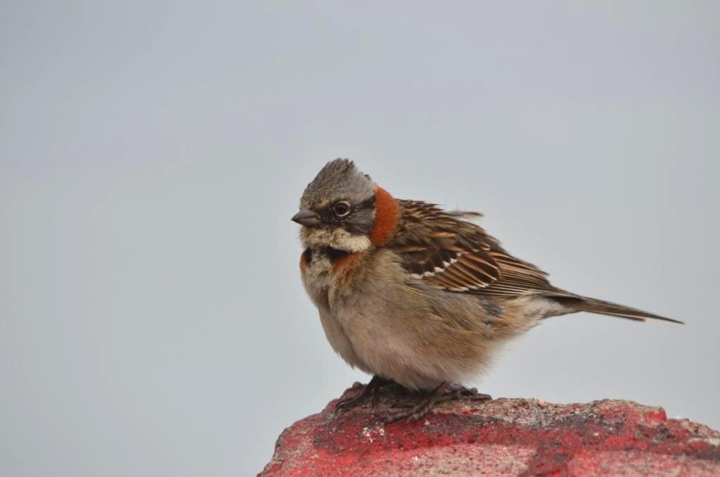 19-Zonotrichia capensis -Bruant chingolo.JPG