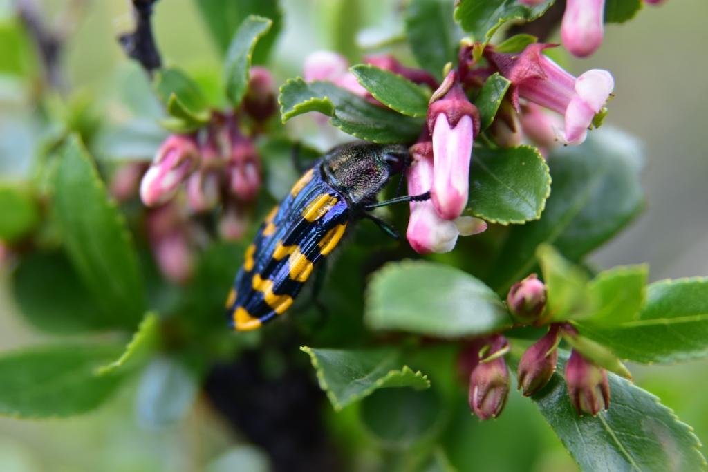 20-Conognatha germaini - Buprestidae.JPG