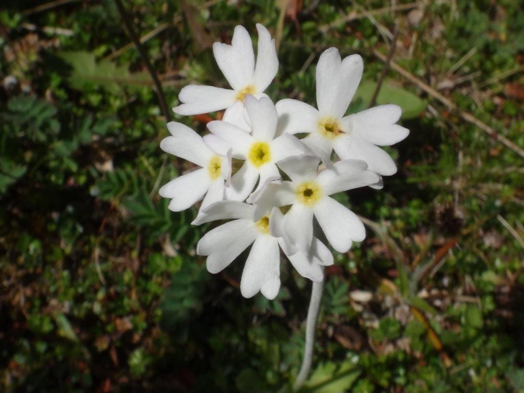 14-Primula magellanica - primulacée.JPG