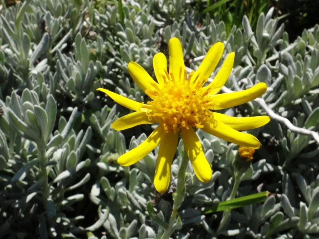 15-Senecio argyreus - Astéracée.JPG