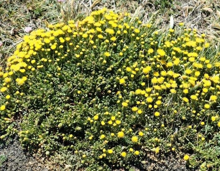 16-Senecio peteroanus - Astéracée.JPG