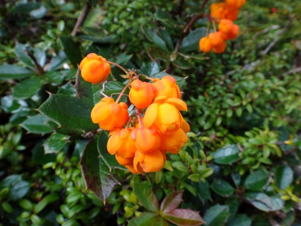 09-Berberis ilicifolia - Berbéridacée.JPG