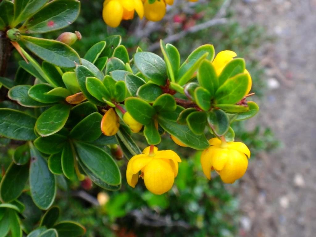 10-Berberis microphylla - Berbéridacée.JPG