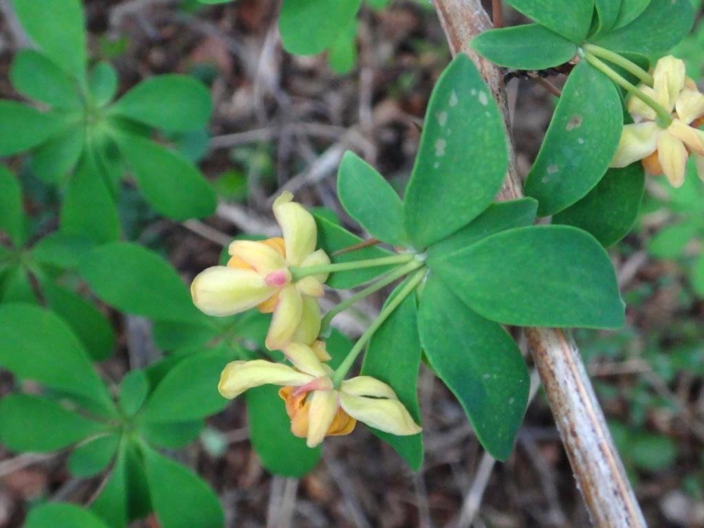 11-Berberis sp - Berbéridacée.JPG