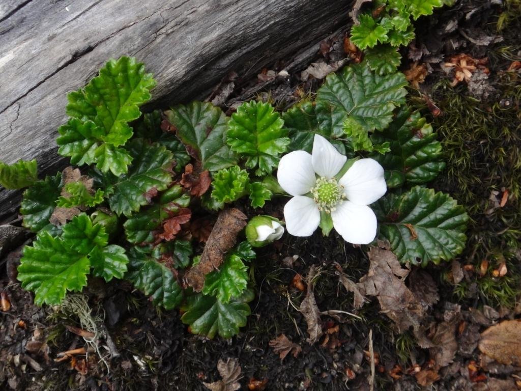 17-Rubus geoides - rosacée.JPG