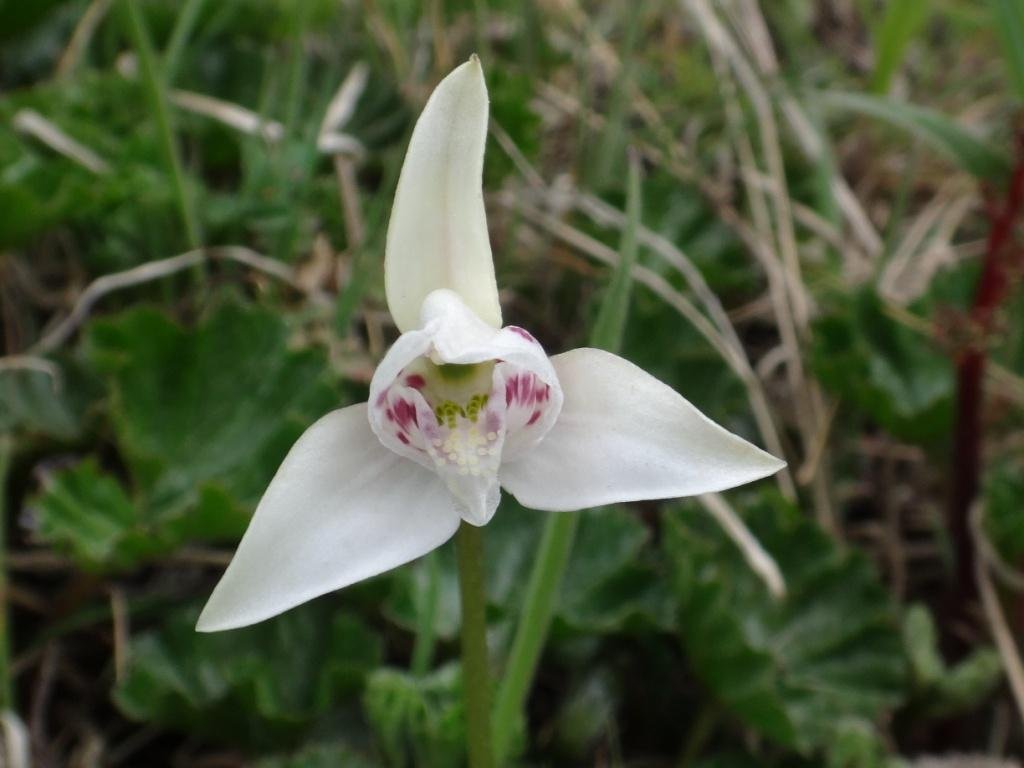 10-Codonorchis lessonii - Orchidacée.JPG