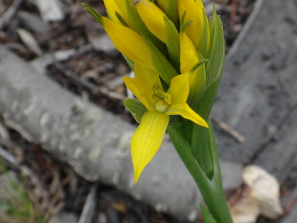 11-Gavilea lutea - Orchidacée.JPG