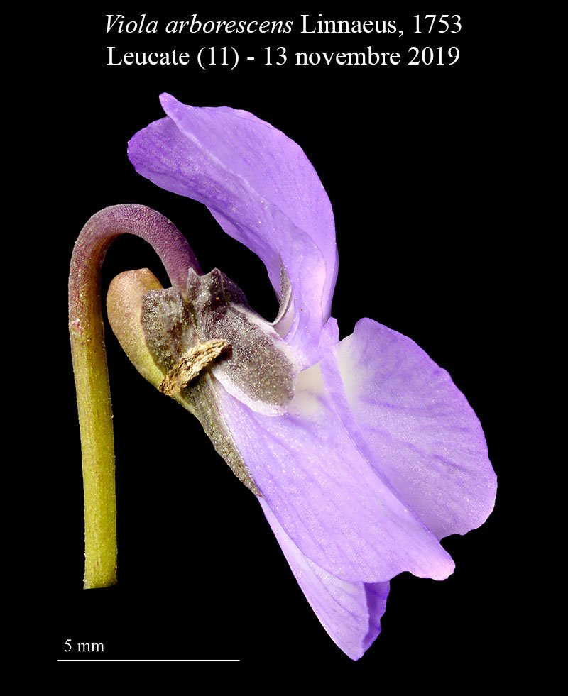 Viola arborescens-3b-LeucatePH-27 12 2019-LG.jpg
