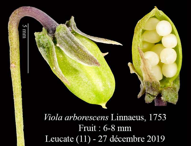 Viola arborescens-5c-LeucatePH-27 12 2019-LG.jpg