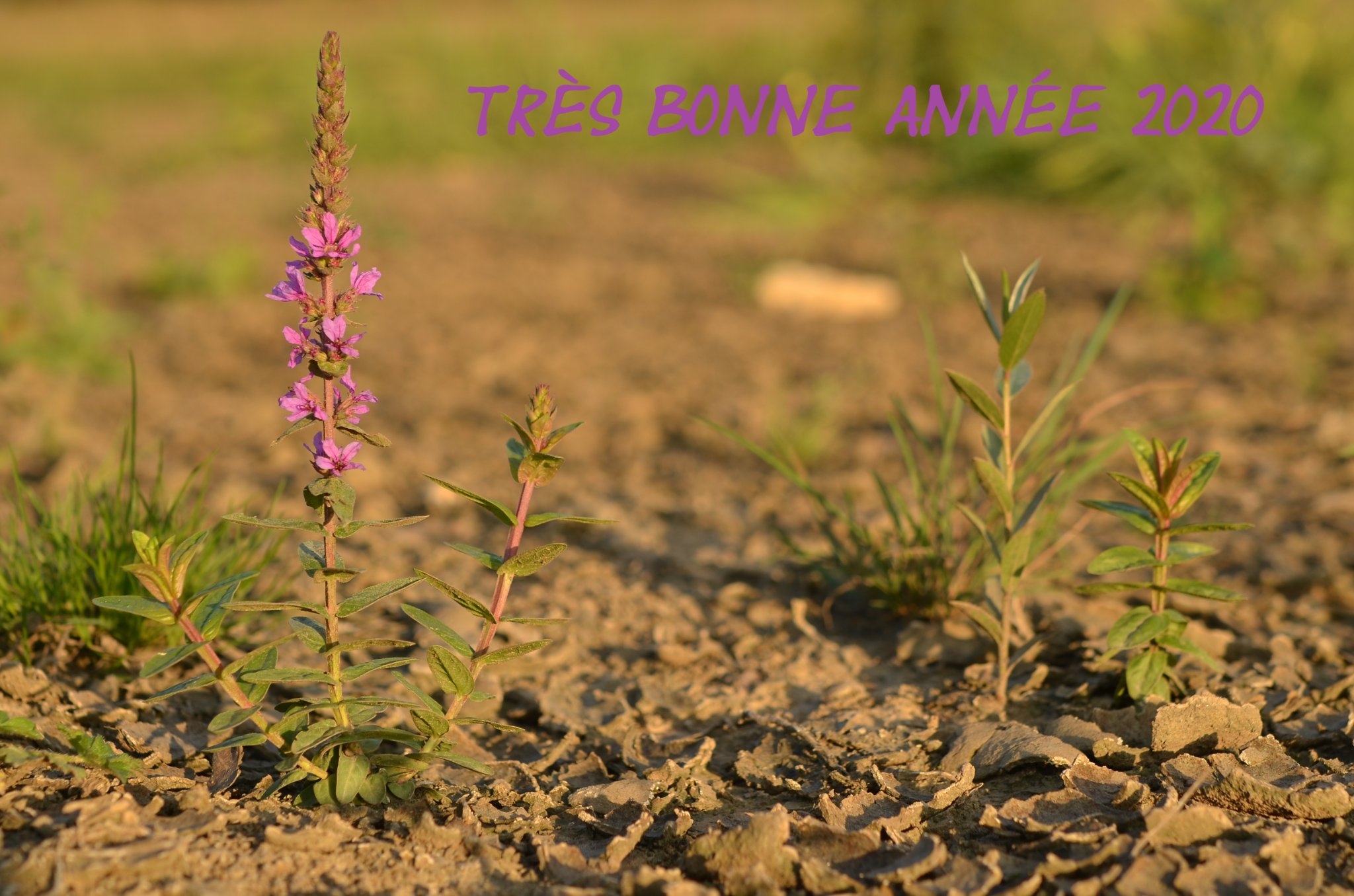 Lythrum salicaria.JPG