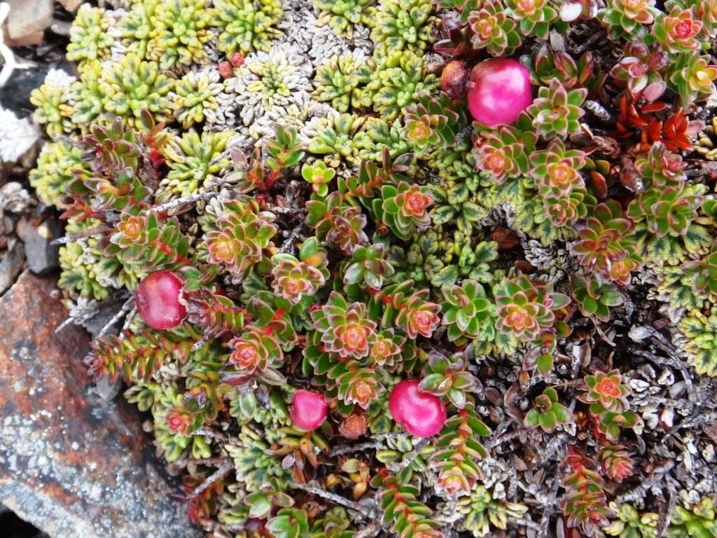 13-Gaultheria antartica - Ericacée.JPG