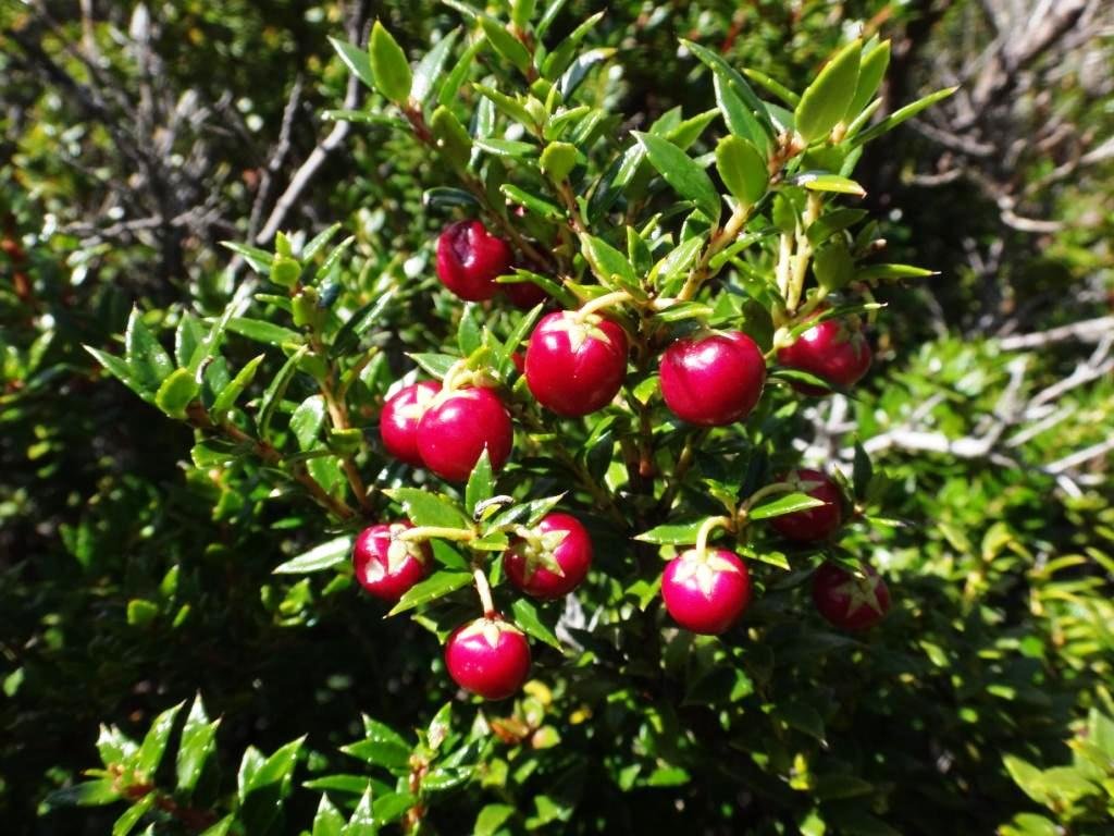 14-Gaultheria mucronata - Ericacée.JPG