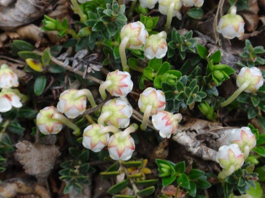 15-Gaultheria pumila - Ericacée.JPG