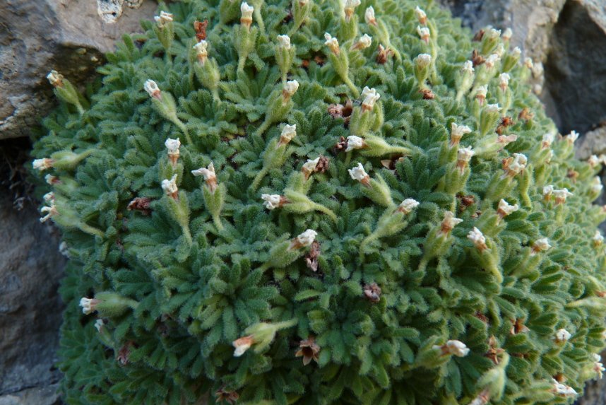 Androsace cylindrica subsp hirtella.jpg