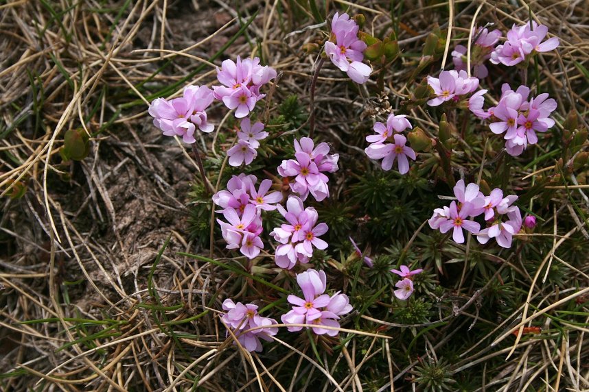 Androsace carnea 22juin2007.jpg