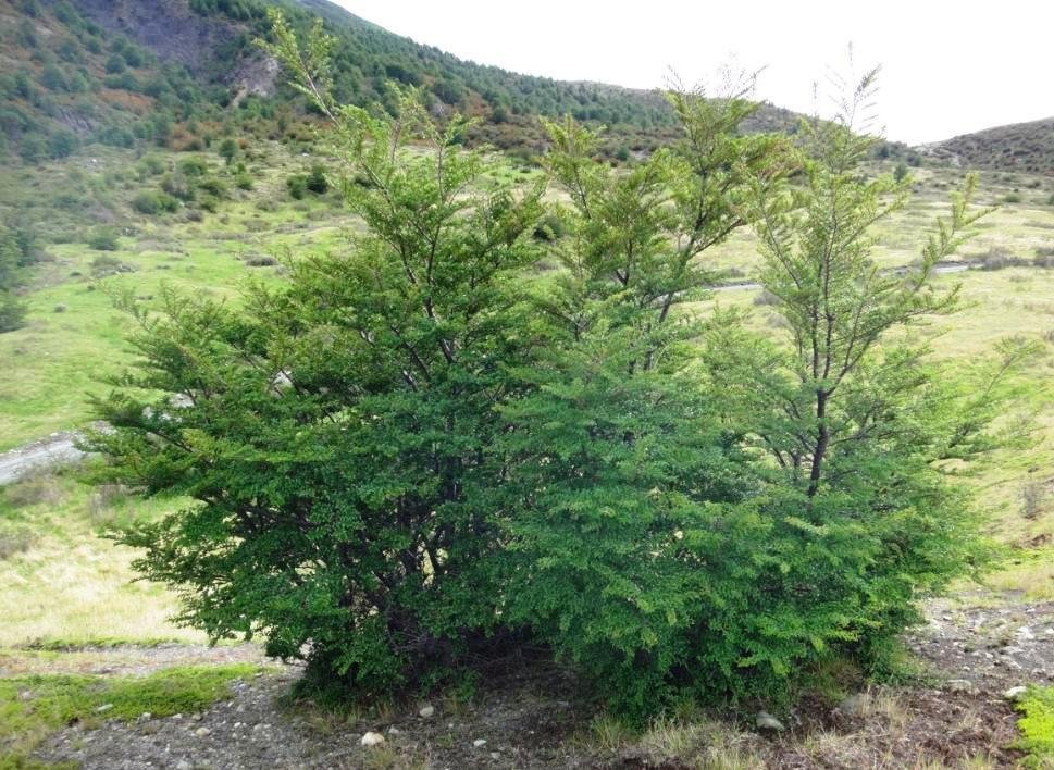 06-Nothofagus antartica - Nothofagacée.JPG