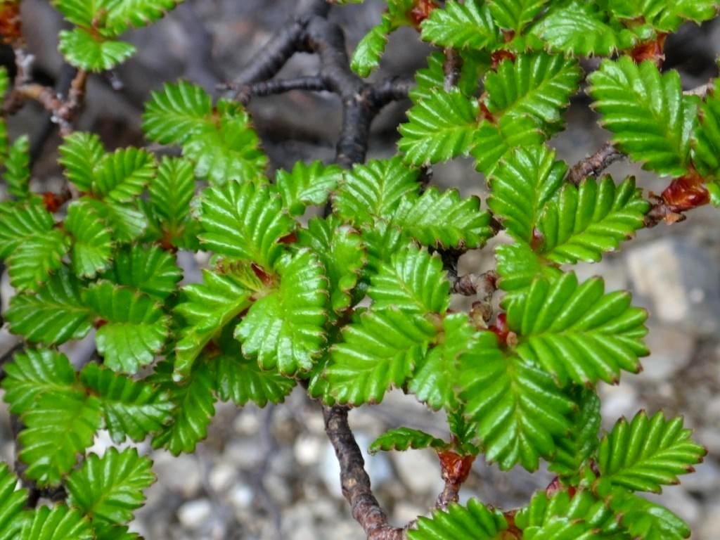 11-Nothofagus pumilio - Nothofagacée.JPG