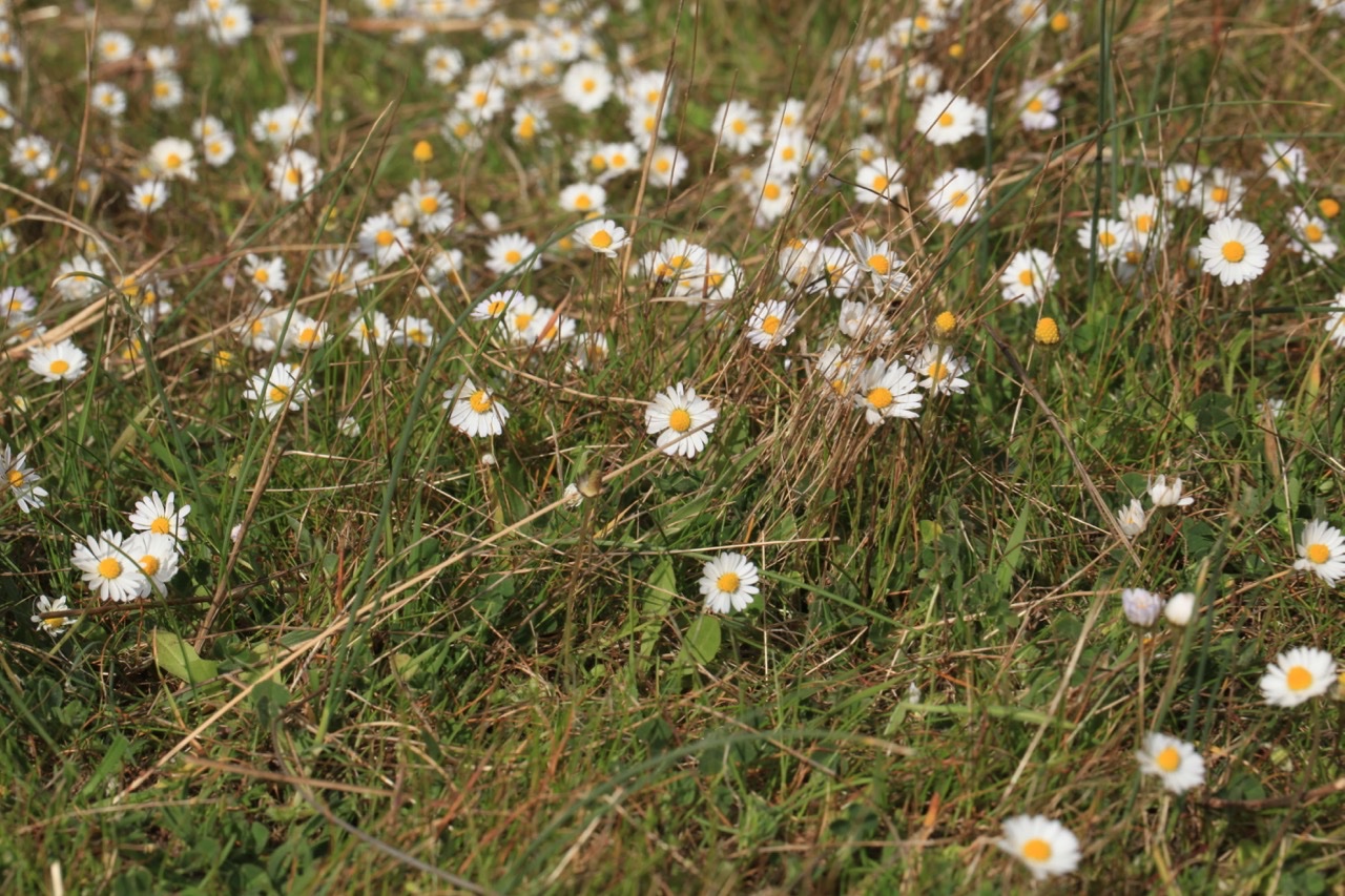 Bellis annua.jpg