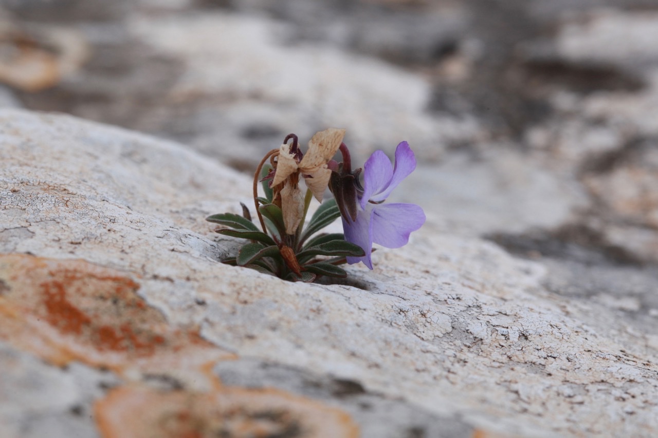 Viola arbrecens.jpg