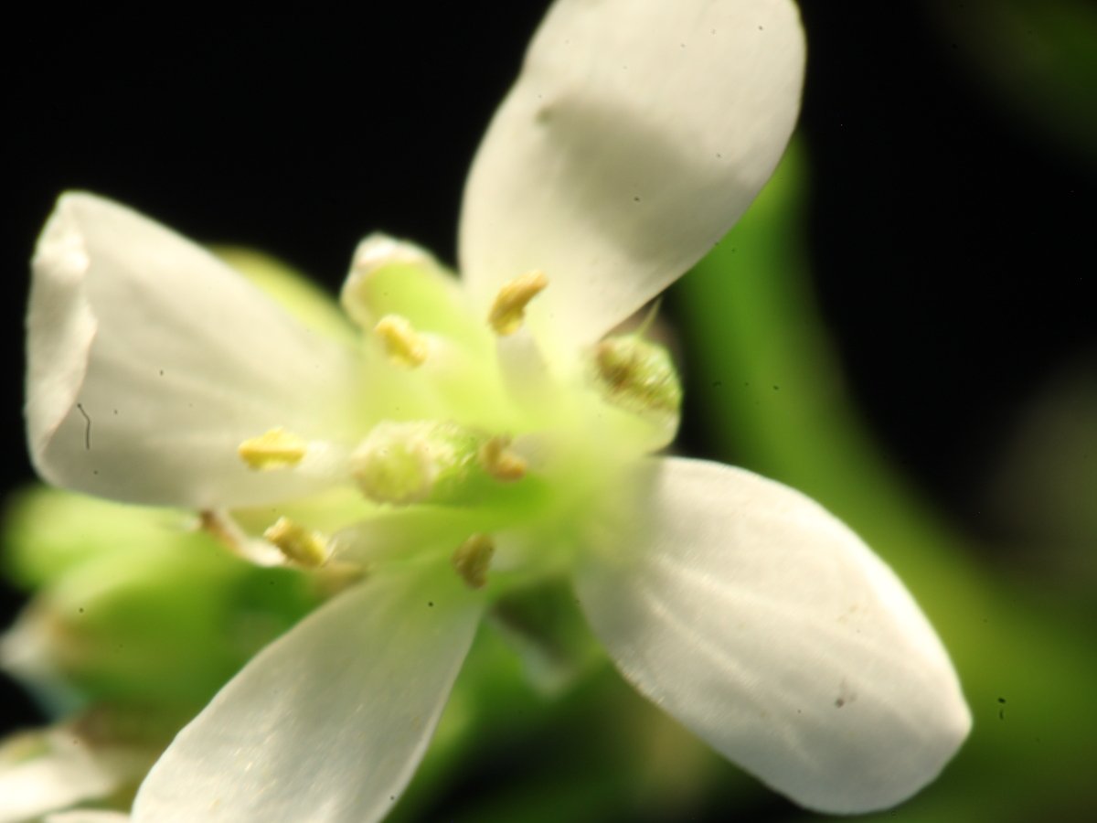 Cardamine_0337.JPG