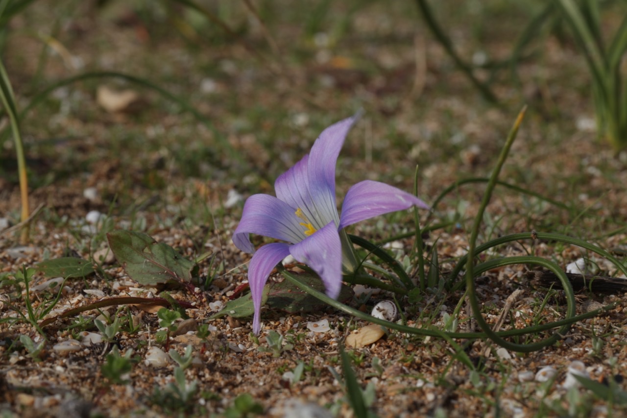 R. engleri.jpg