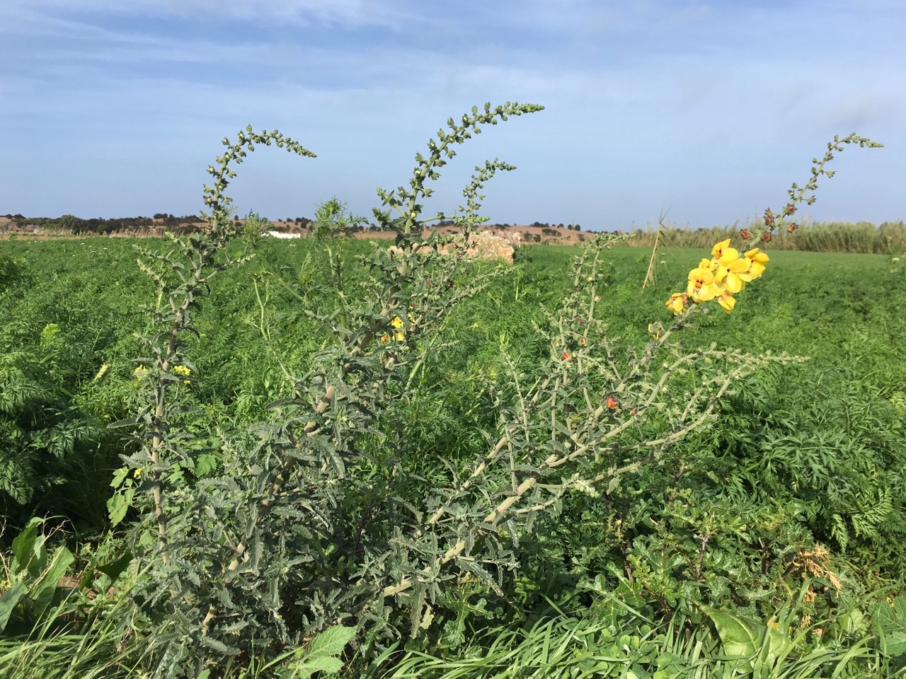 Verbascum pseudocreticum.jpg