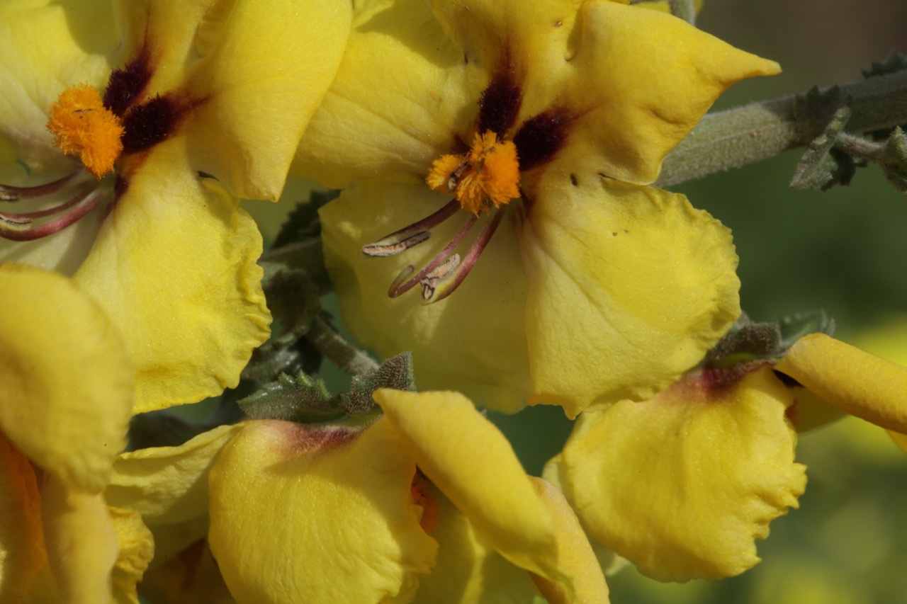 Verbascum pseudocreticum1.jpg