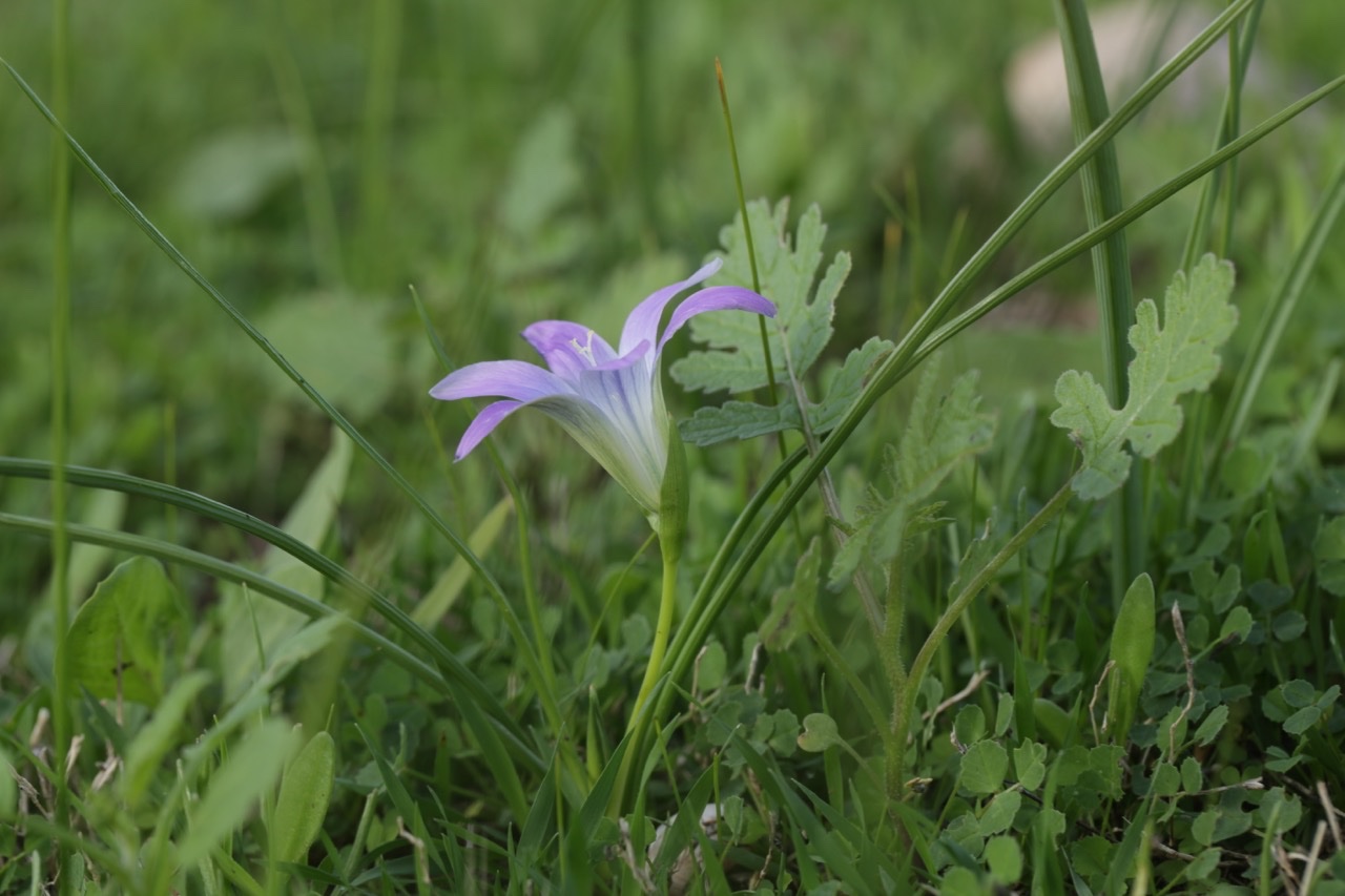 Romulea engleri.jpg