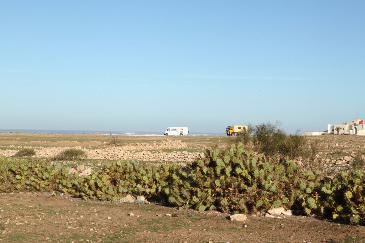 Opuntia ficus-barbarica.jpg