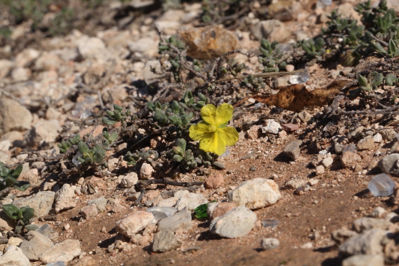 Helianthemum cinereum (2).jpg