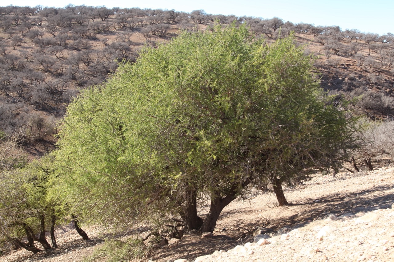 Argania spinosa.jpg