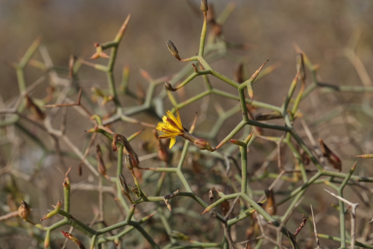 Launaea arborescens (1).jpg