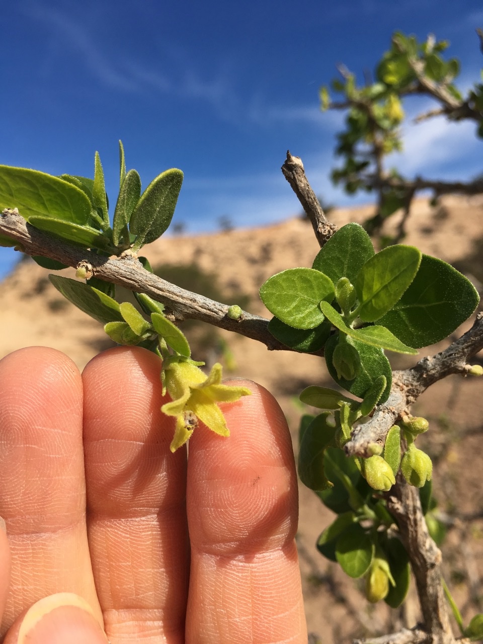 Withania frutescens.jpg