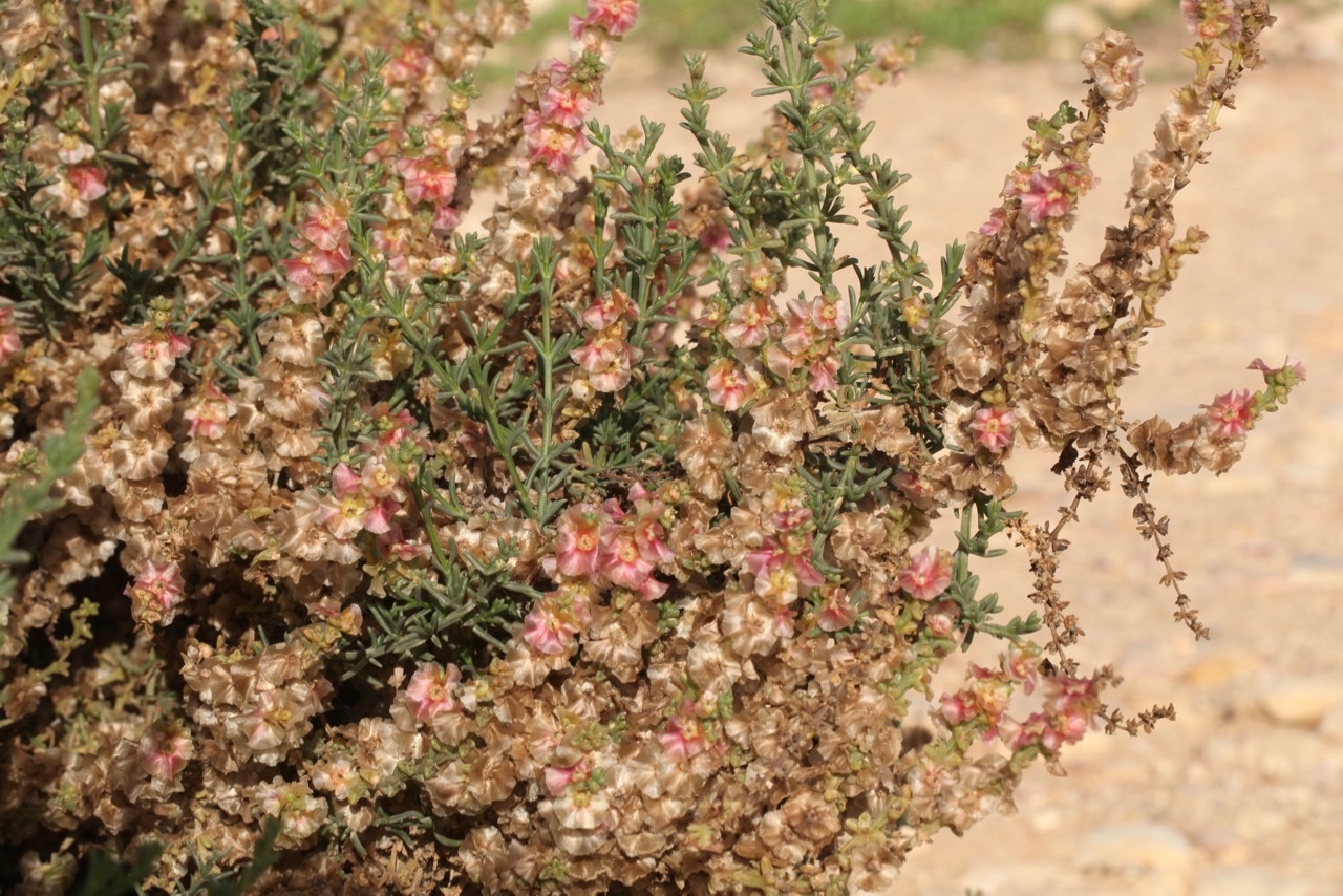 Salsola oppositifolia (1).jpg