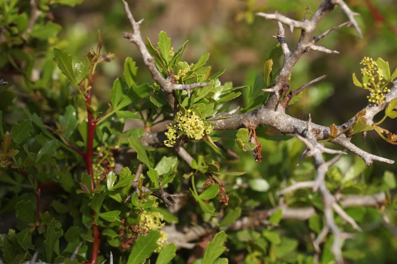 Searsia tripartita (=Rhus tripartita).jpg