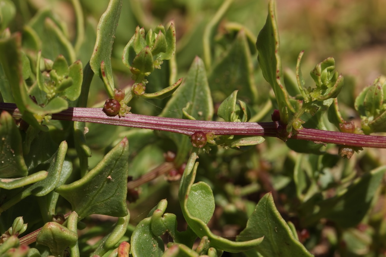 Patellifolia patellaris.jpg