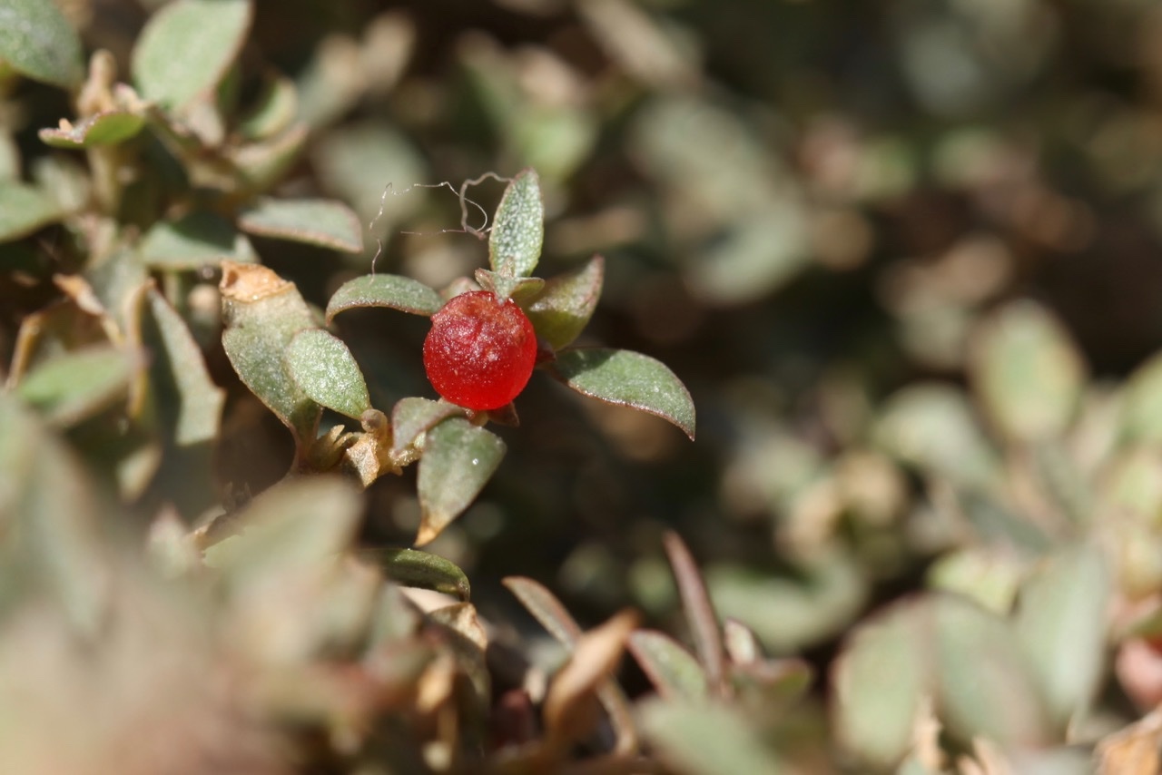 Atriplex semibaccata (1).jpg