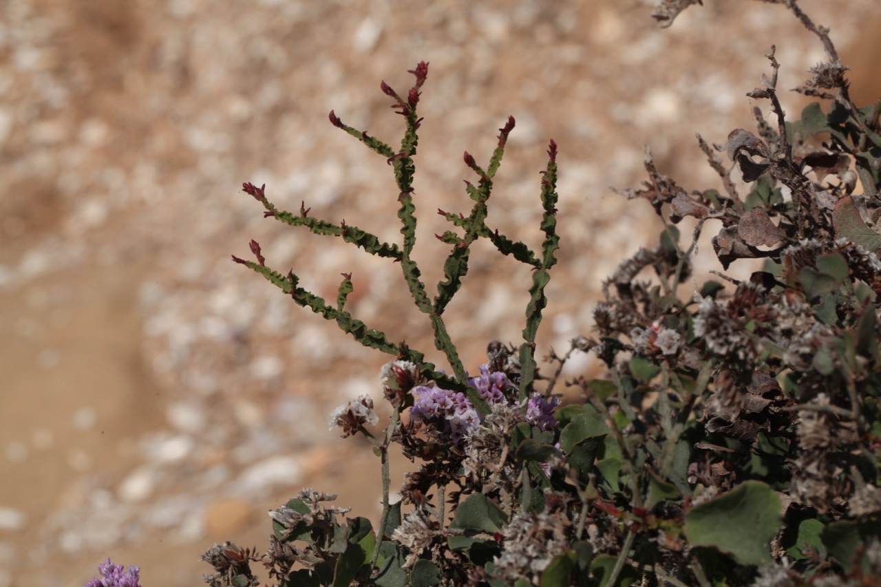 Limonium mucronatum.jpg