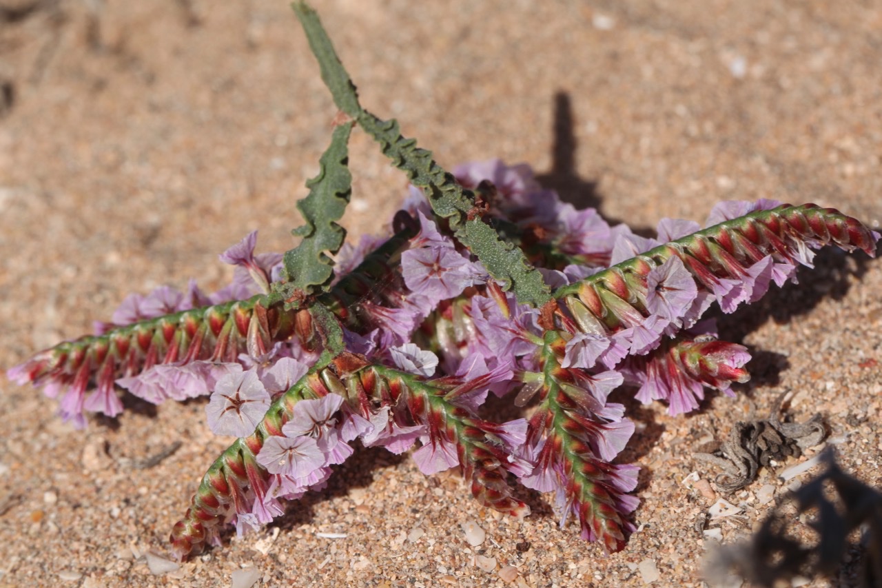 Limonium mucronatum (1).jpg