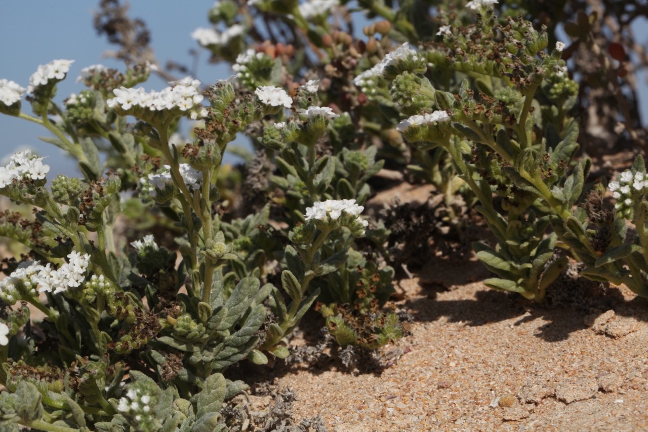 Heliotropium gr. bacciferum.jpg