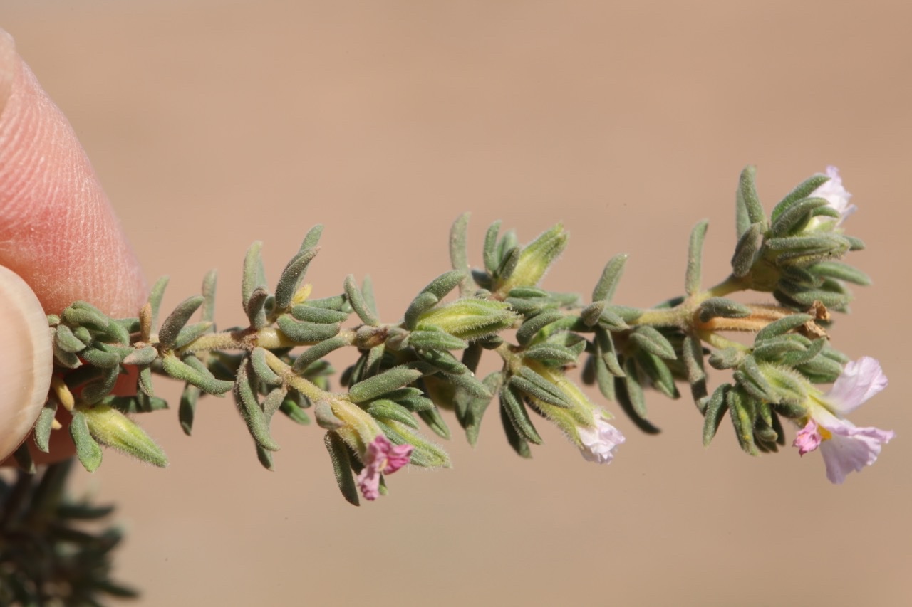 Frankenia laevis subsp. velutina.jpg