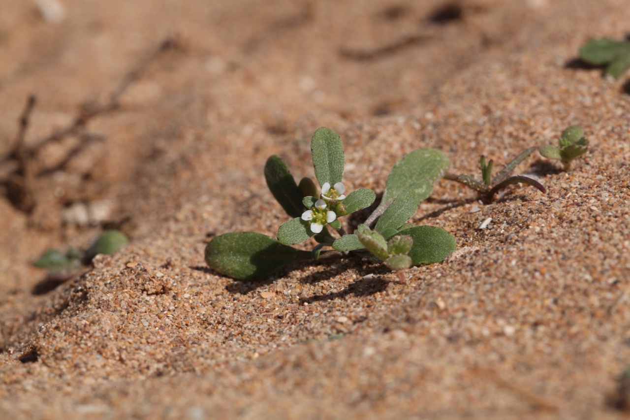 Lobularia libyca.jpg