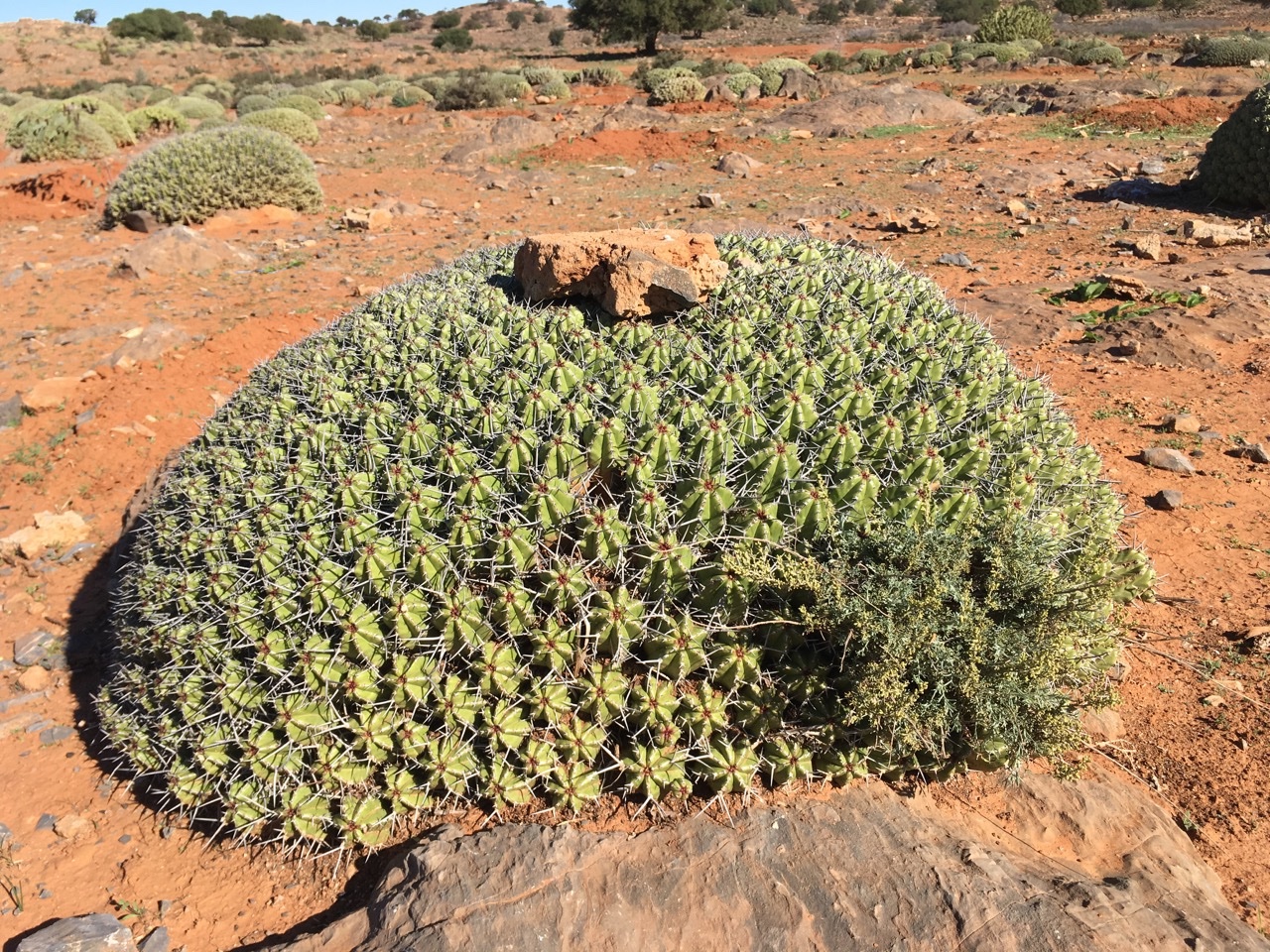 Euphorbia echinus Hook.f. & Coss..jpg