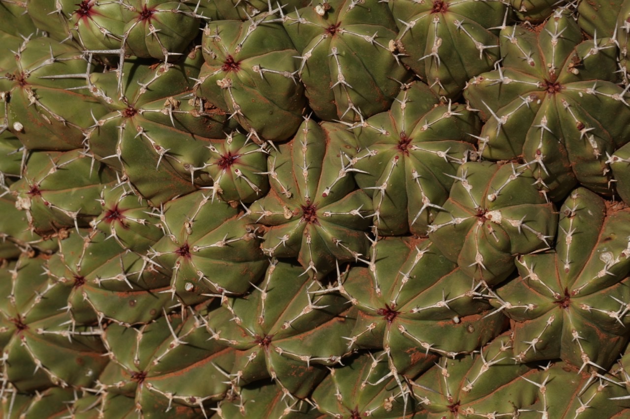 Euphorbia officinalis echinus.jpg