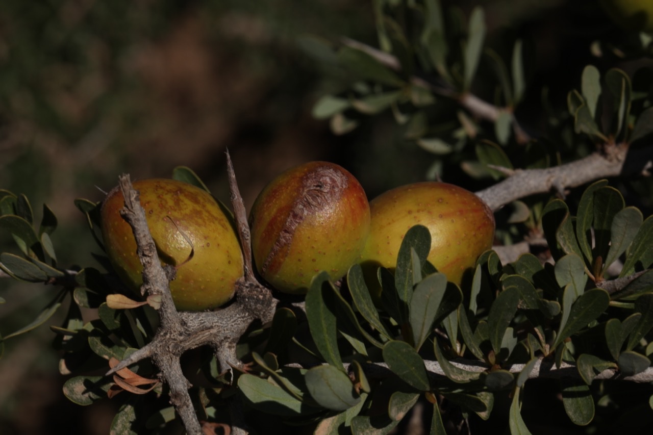 Argania spinosa.jpg