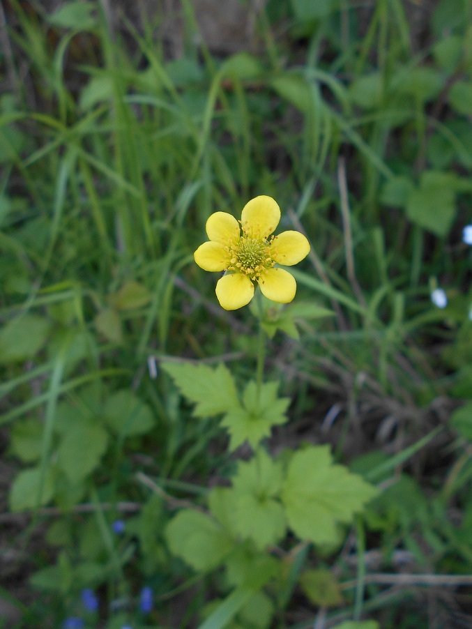 Benoîte commune 6 pétales (Geum urbanum) - Copie.jpg