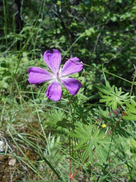 Géranium des bois (Geranium sylvaticum) - Copie.JPG