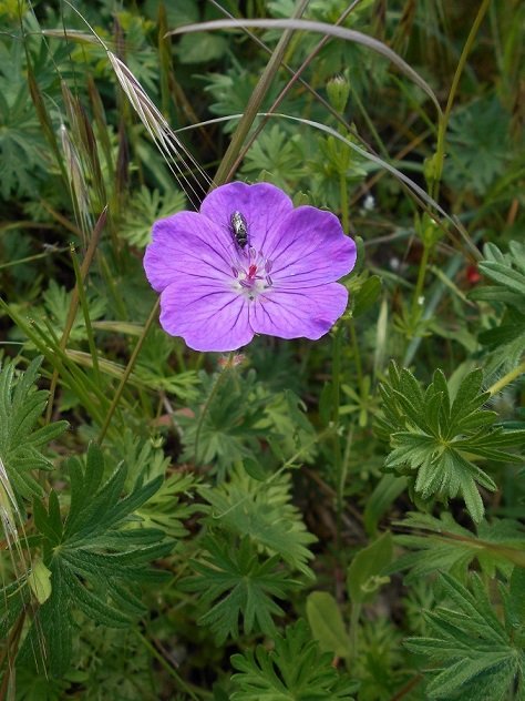 Géranium des près (Geranium pratense) - Copie.JPG