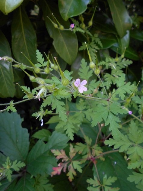 Géranium herbe à Robert ou fourchette du diable  (Geranium robertianum) - Copie.JPG
